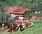 Bauernhof Bläsihof Oberharmersbach