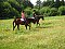 Holiday home apartment and Accommodation Bed Breakfast Gestüt Buckautal - Apartments. Place and date. HERE.