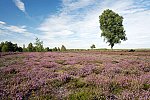 The Lüneburg Heath